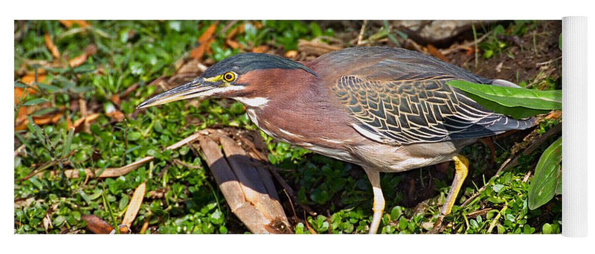 Fauna Yoga Mat featuring the photograph Green Heron by Anthony Mercieca