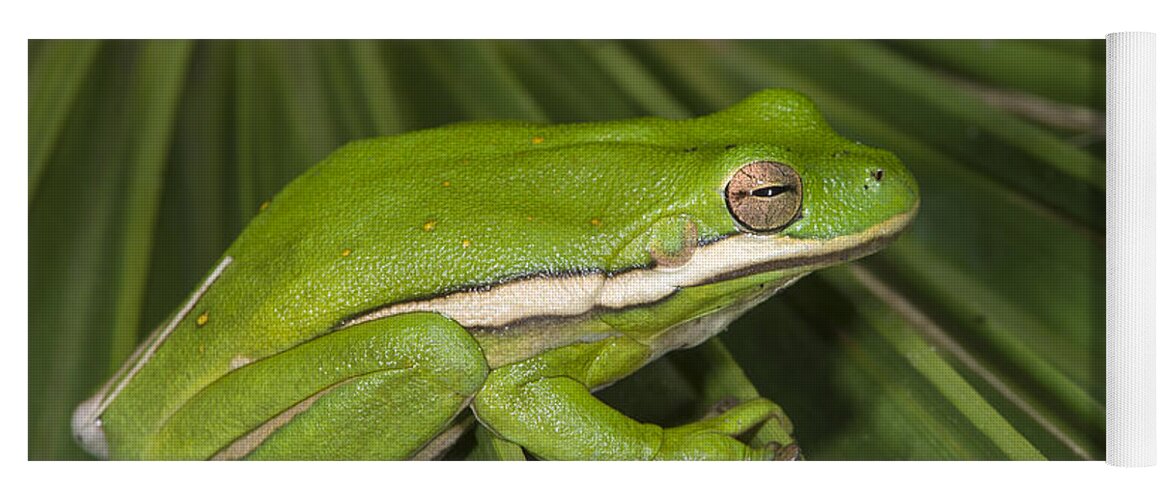 Pete Oxford Yoga Mat featuring the photograph Green Tree Frog Little St Simons Island by Pete Oxford
