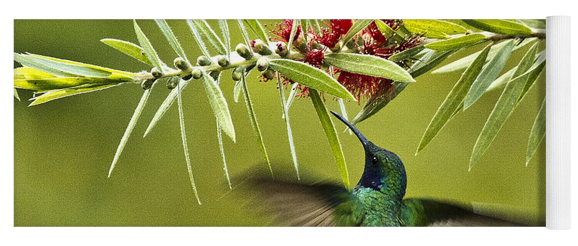 Bird Yoga Mat featuring the photograph Green Violetear by Heiko Koehrer-Wagner