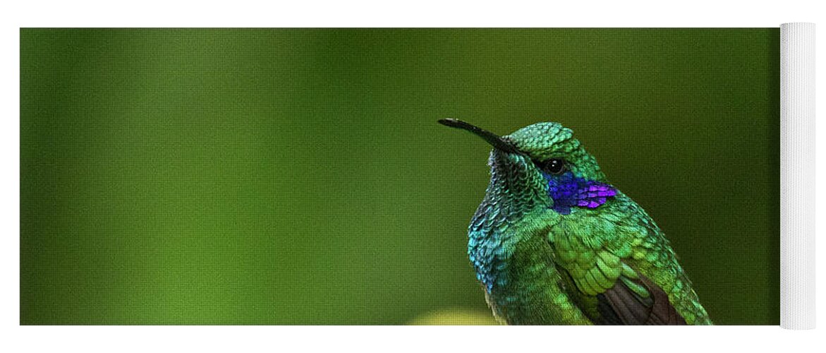 Bird Yoga Mat featuring the photograph Green Violetear Hummingbird by Heiko Koehrer-Wagner