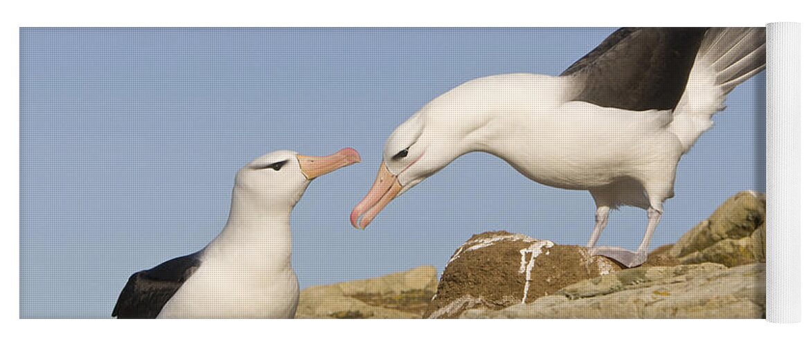 Flpa Yoga Mat featuring the photograph Greeting Black-browed Albatross Pair by Dickie Duckett