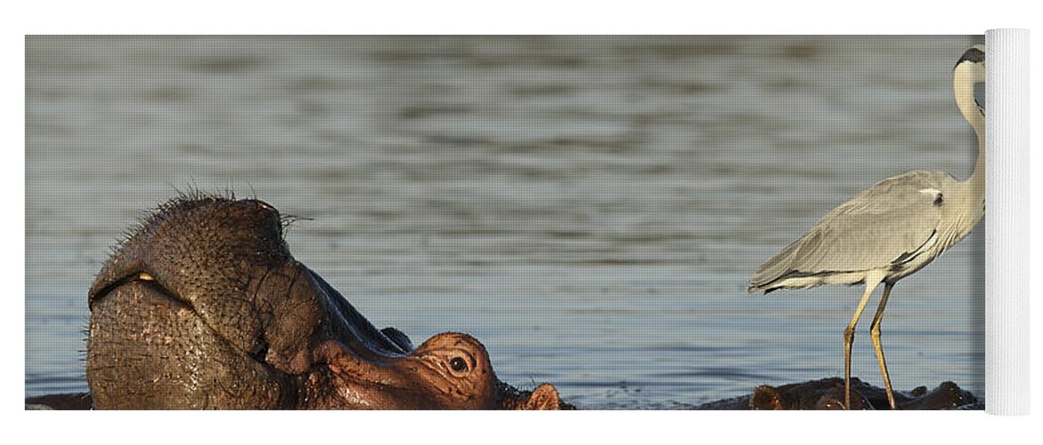 Perry De Graaf Yoga Mat featuring the photograph Grey Heron On Hippopotamus Kruger Np by Perry de Graaf