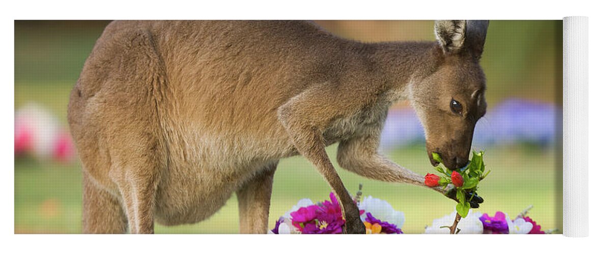 00451879 Yoga Mat featuring the photograph Grey Kangaroo Eating Graveyard Flowers by Yva Momatiuk and John Eastcott