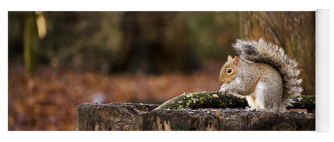 Squirrel Yoga Mat featuring the photograph Grey Squirrel on a Stump by Spikey Mouse Photography