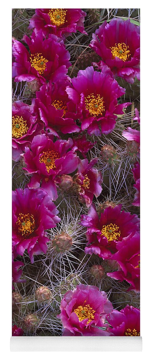 Feb0514 Yoga Mat featuring the photograph Grizzly Bear Cactus In Bloom North by Tim Fitzharris