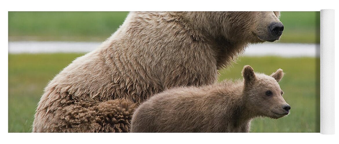 00437128. Matt Breiter Yoga Mat featuring the photograph Grizzly Bear with Yearling Cub by Matthias Breiter