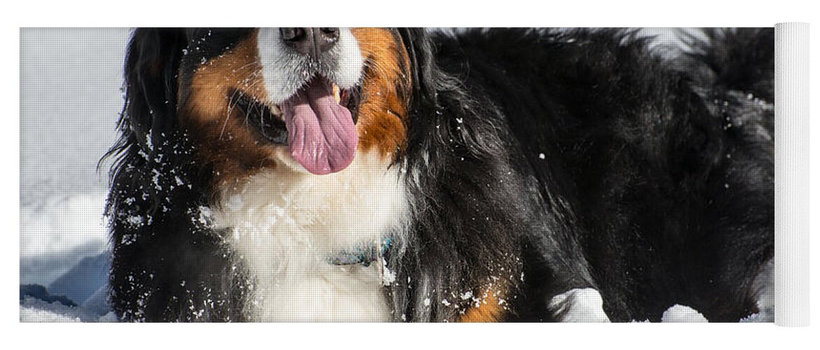 Bernese Yoga Mat featuring the photograph Happy Bernese Mountain Dog in Winter Snow by Gary Whitton