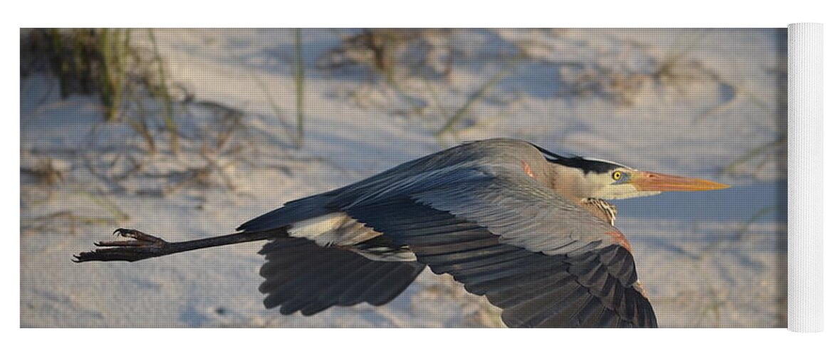 Harry The Heron Yoga Mat featuring the photograph Harry the Heron Low-Level Fly-By on Navarre Beach by Jeff at JSJ Photography
