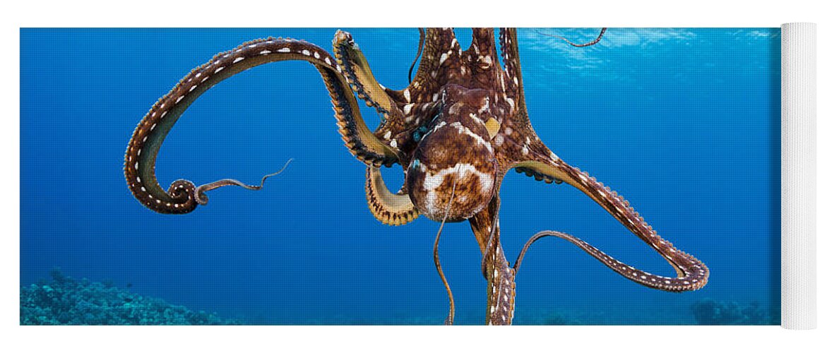 Blue Yoga Mat featuring the photograph Hawaii, Day Octopus _Octopus Cyanea_. by Dave Fleetham