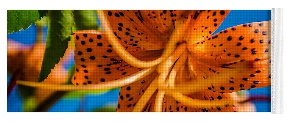 Tiger Lily Yoga Mat featuring the photograph Here's looking Up by Rick Bartrand