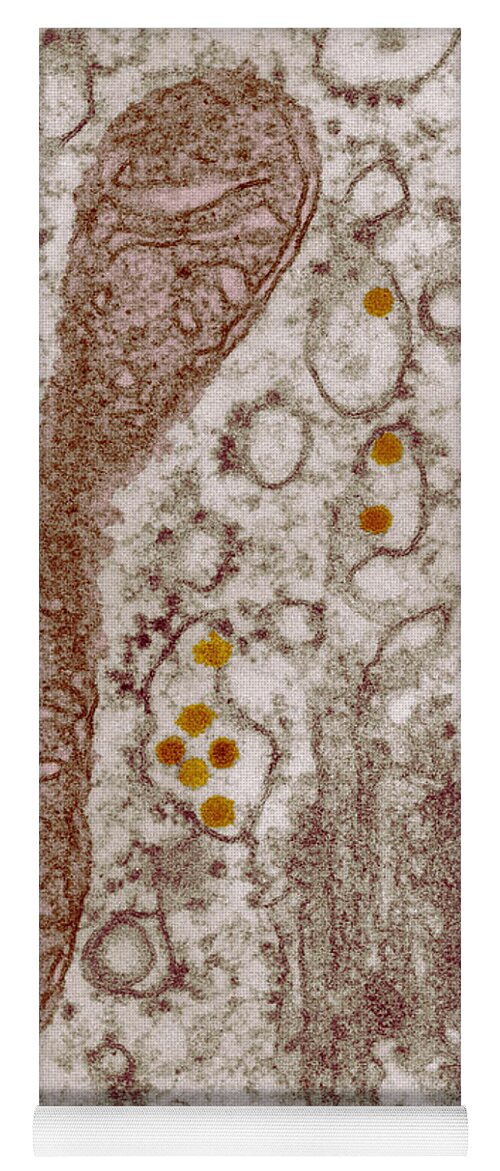 Tem Yoga Mat featuring the photograph Herpes Simplex Viruses by Eye of Science