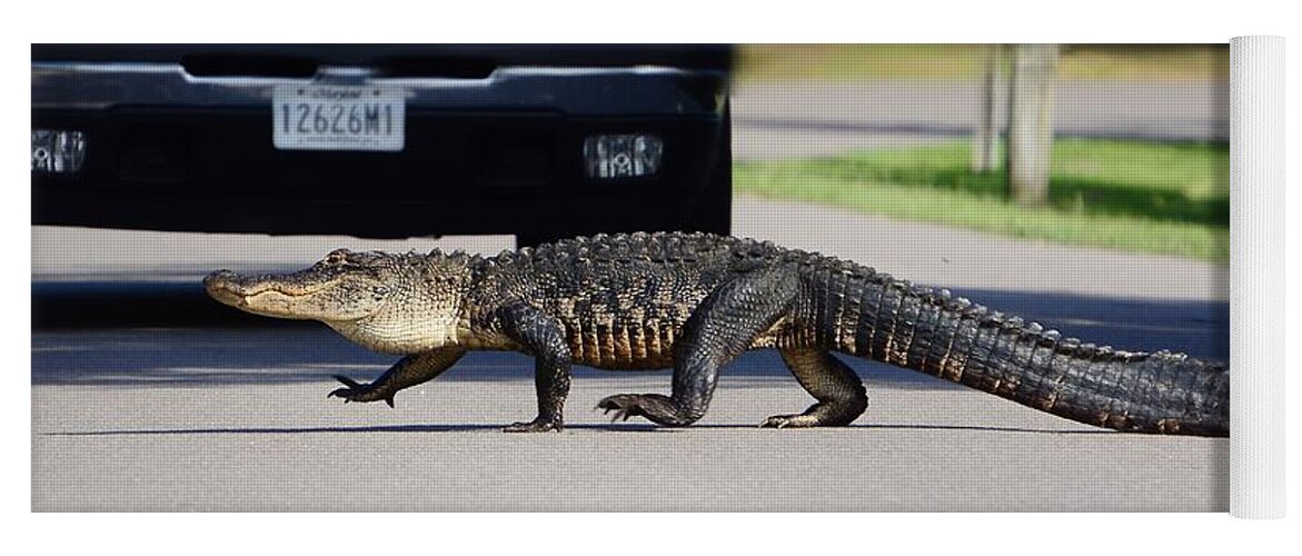 Alligator Yoga Mat featuring the photograph Hey I'm Walkin Here by Kathy Baccari
