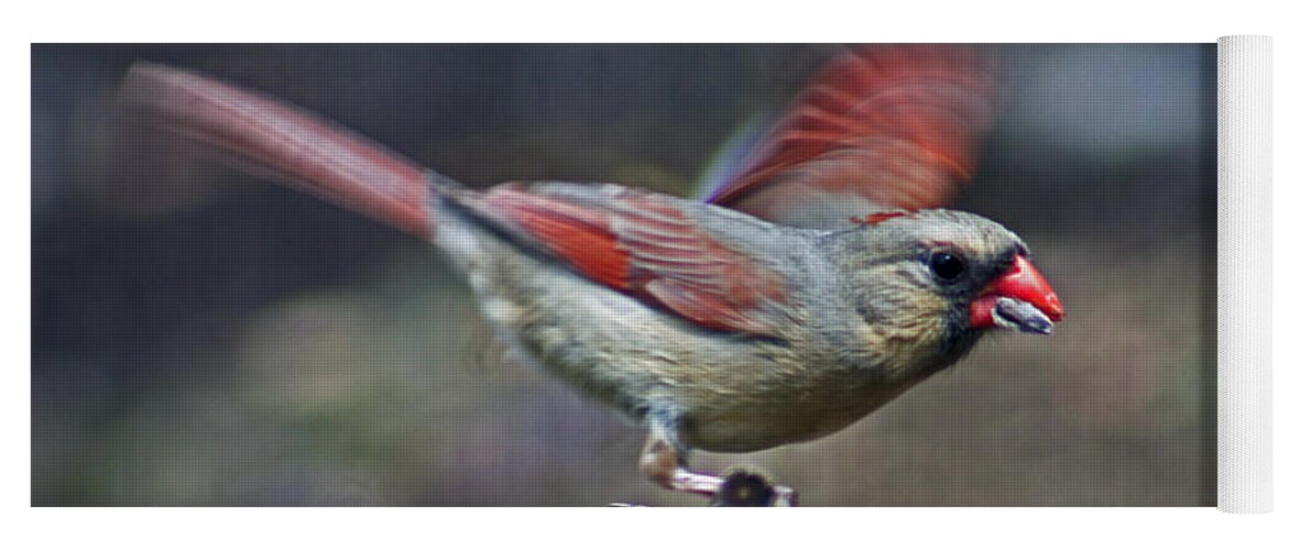 Female Cardinal Yoga Mat featuring the photograph Hi and Bye by Lily K