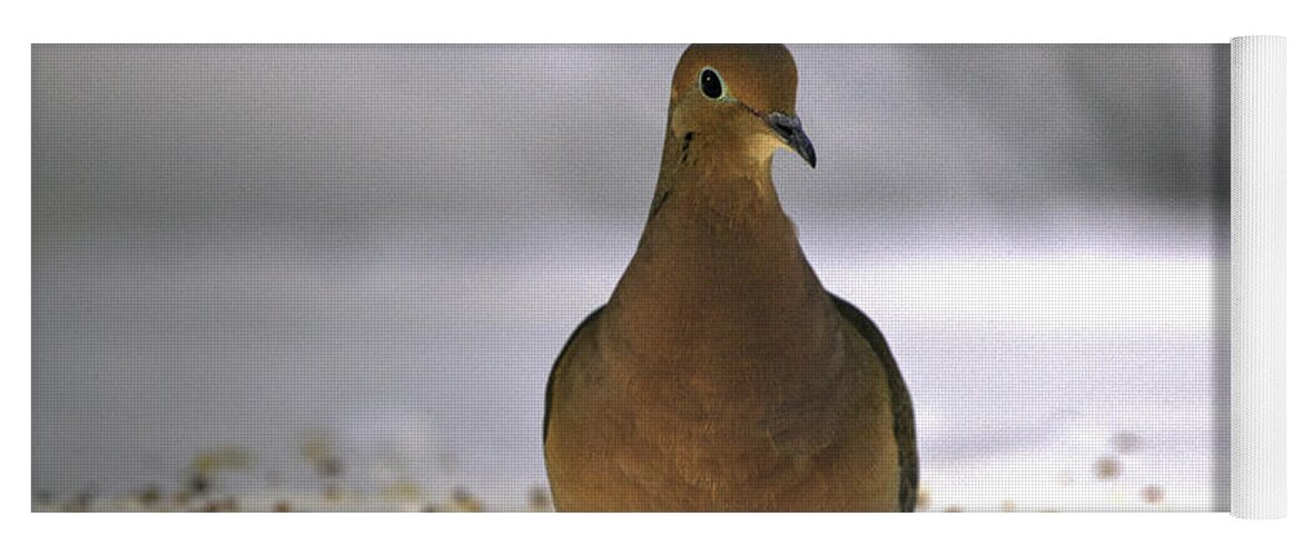Mourning Dove Yoga Mat featuring the photograph Hi there by Steve Gravano