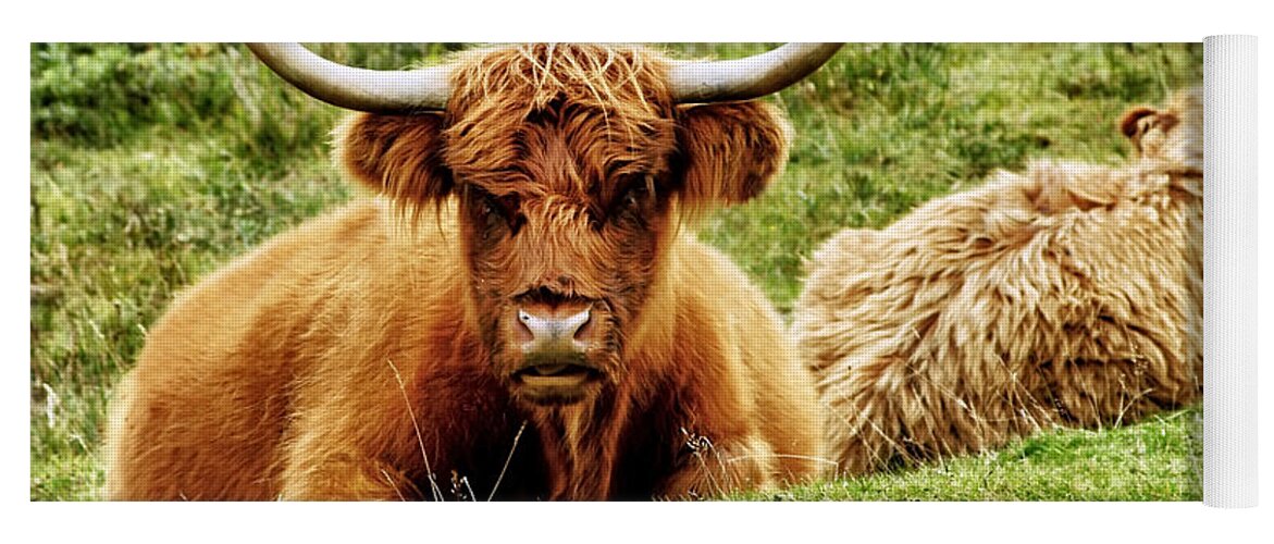 Scotland Yoga Mat featuring the photograph Highland Cows by Jason Politte
