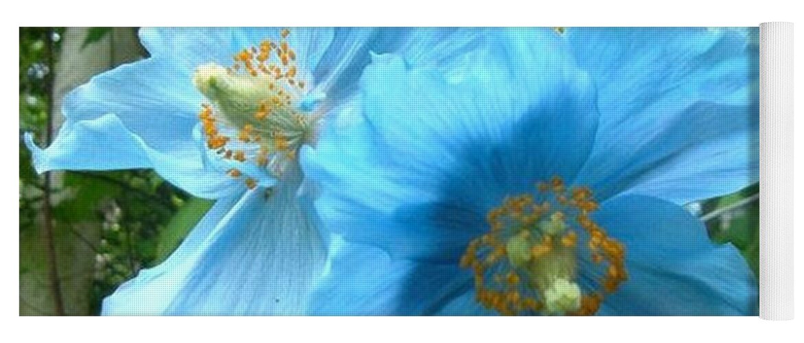 Rare Flower Yoga Mat featuring the photograph Himalayan Poppy by Sharon Duguay