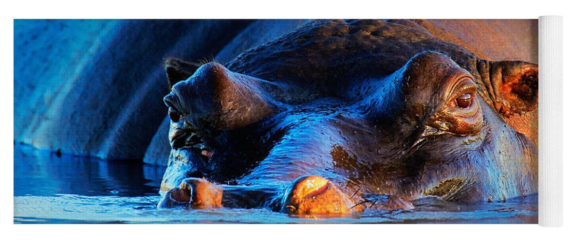Hippopotamus Yoga Mat featuring the photograph Hippopotamus at sunset by Johan Swanepoel