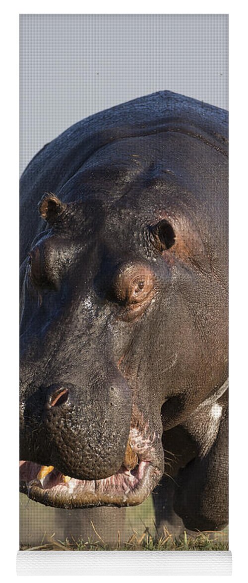 Vincent Grafhorst Yoga Mat featuring the photograph Hippopotamus Bull Charging Botswana by Vincent Grafhorst