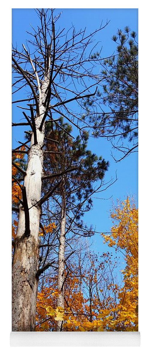 Tree Yoga Mat featuring the photograph Holding Strong by Jacqueline Athmann