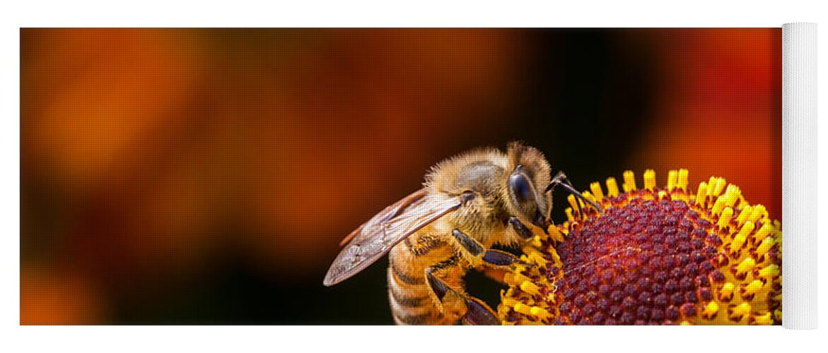 Bee Yoga Mat featuring the photograph Honeybee at Work by Jurgen Lorenzen