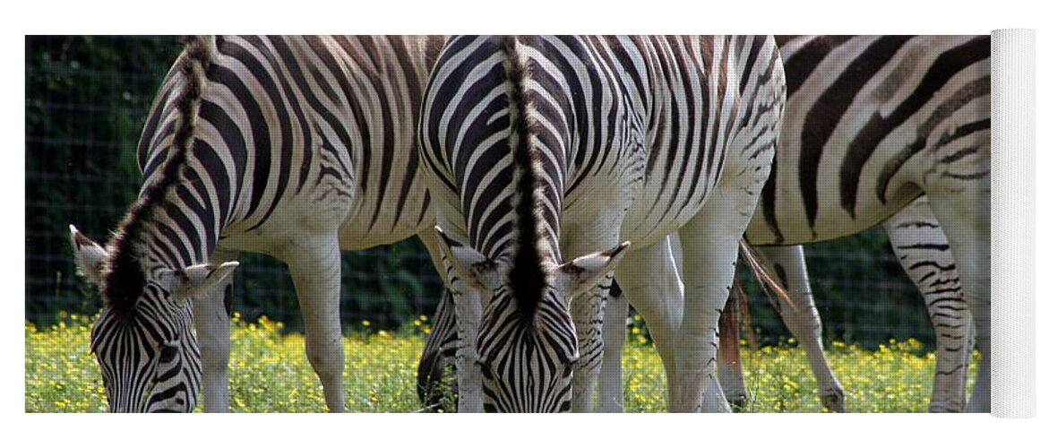 Zebra Yoga Mat featuring the photograph Four Zebras Grazing by Valerie Collins