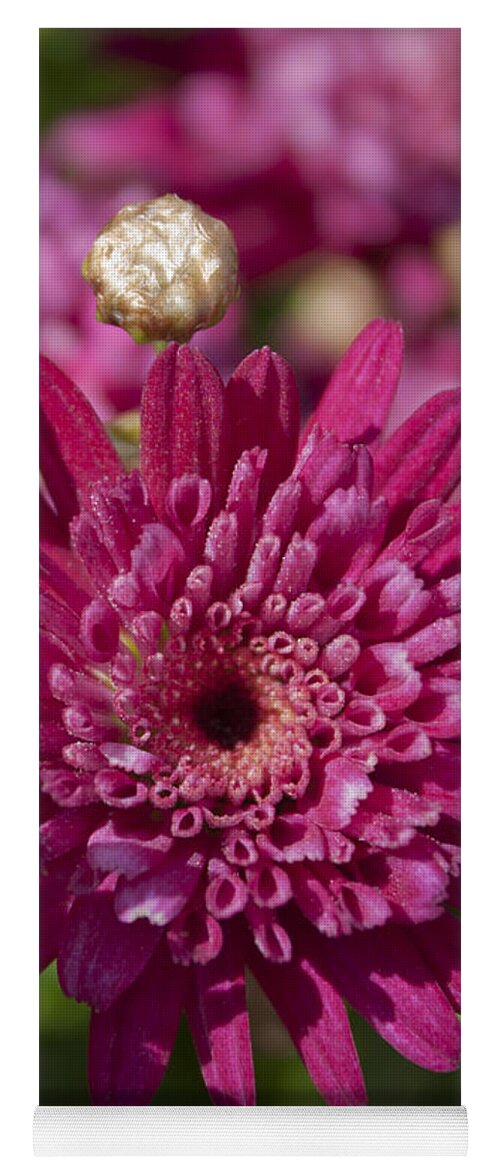 Hot Pink Chrysanthemum Yoga Mat featuring the photograph Hot Pink Chrysanthemum by Ivete Basso Photography