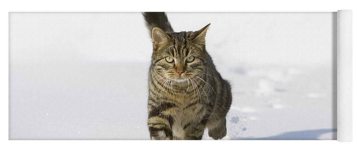 Feb0514 Yoga Mat featuring the photograph House Cat Male Walking In Snow Germany by Konrad Wothe