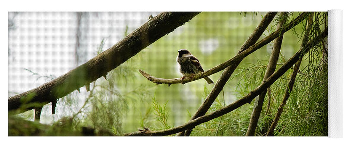 Sparrow Yoga Mat featuring the photograph House Sparrow by SAURAVphoto Online Store