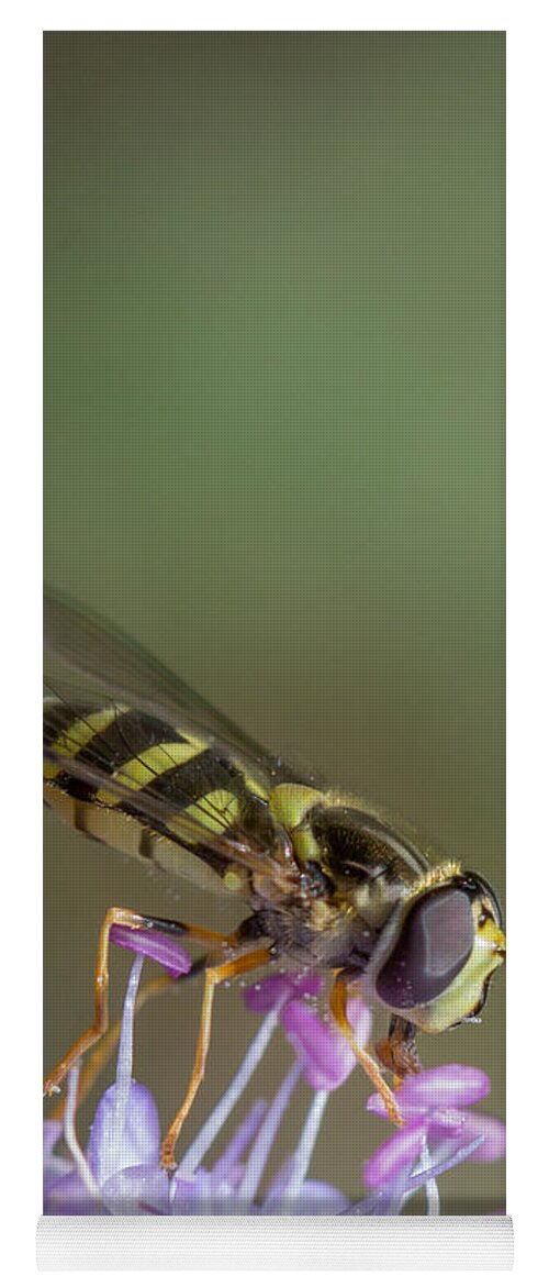 Syrphus Vitripennis Yoga Mat featuring the photograph Hoverefly - Syrphus vitripennis by Jivko Nakev