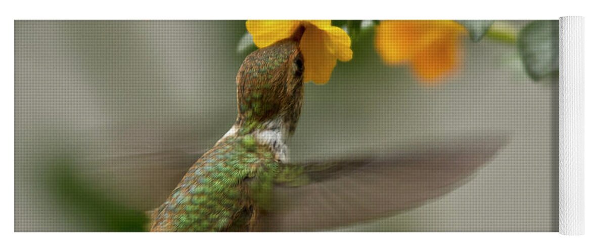 Bird Yoga Mat featuring the photograph Hummingbird sips Nectar by Heiko Koehrer-Wagner