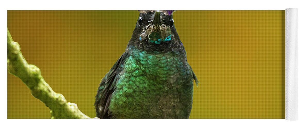 Magnificent Hummingbird Yoga Mat featuring the photograph Hummingbird with a lilac Crown by Heiko Koehrer-Wagner