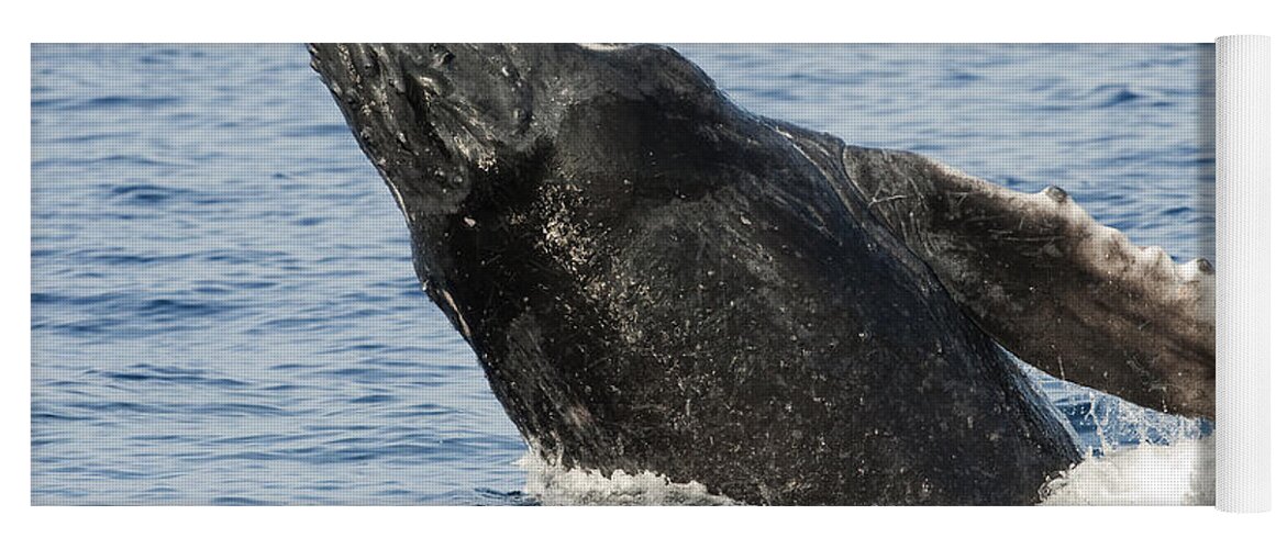 Feb0514 Yoga Mat featuring the photograph Humpback Whale Calf Breaching Maui by Flip Nicklin