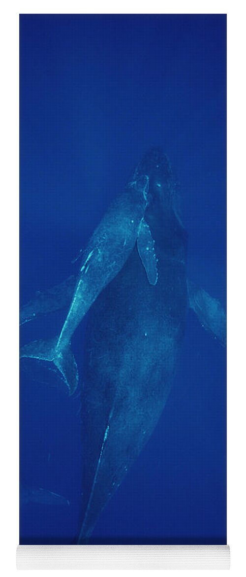 Feb0514 Yoga Mat featuring the photograph Humpback Whale Cow Calf And Escort Maui by Flip Nicklin