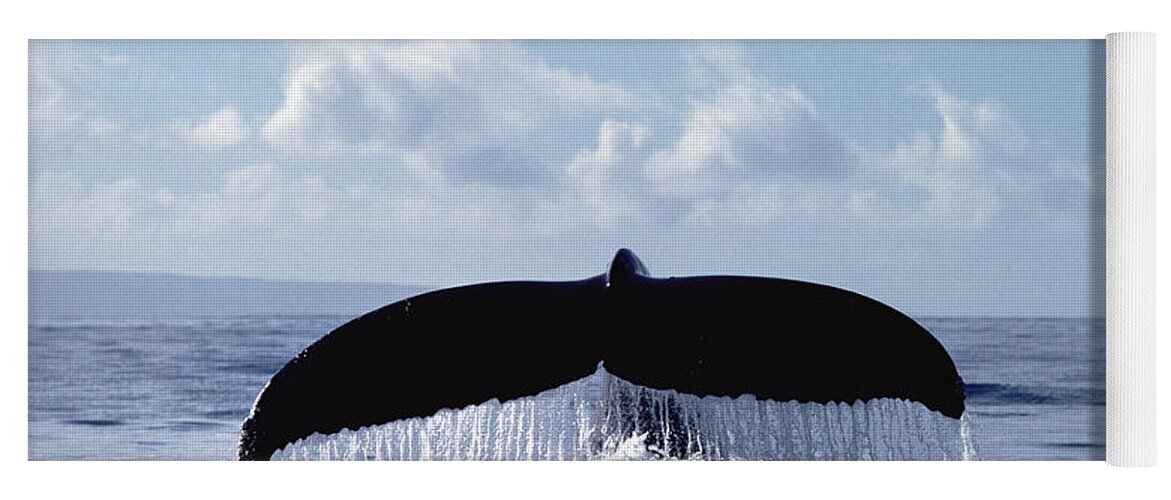Feb0514 Yoga Mat featuring the photograph Humpback Whale Tail by Flip Nicklin