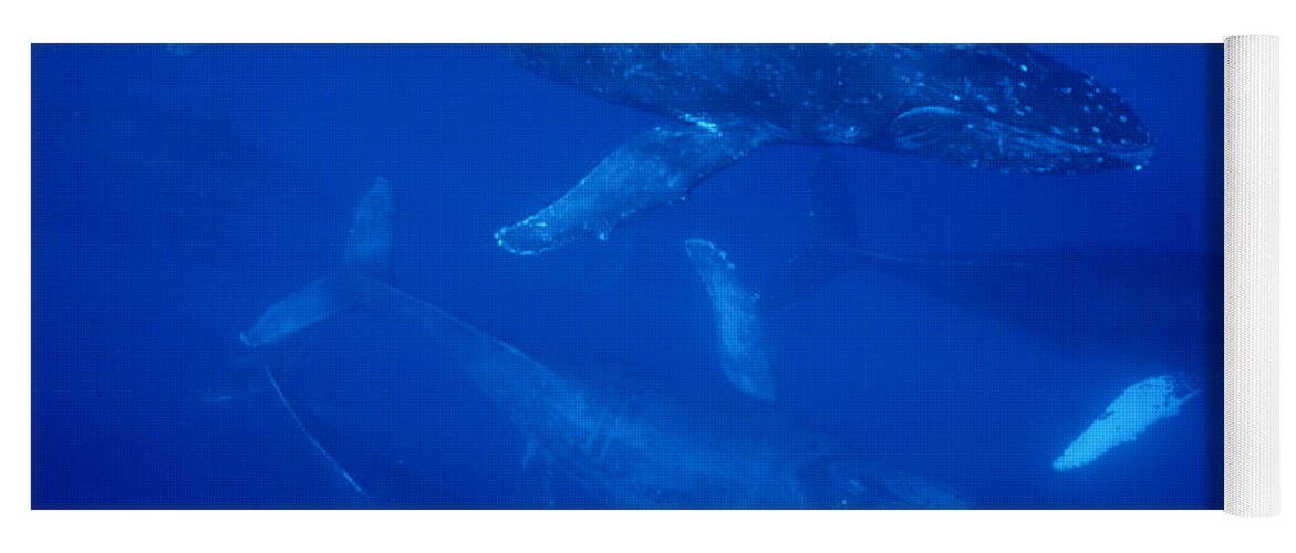 Feb0514 Yoga Mat featuring the photograph Humpback Whale Traveling Group Maui by Flip Nicklin