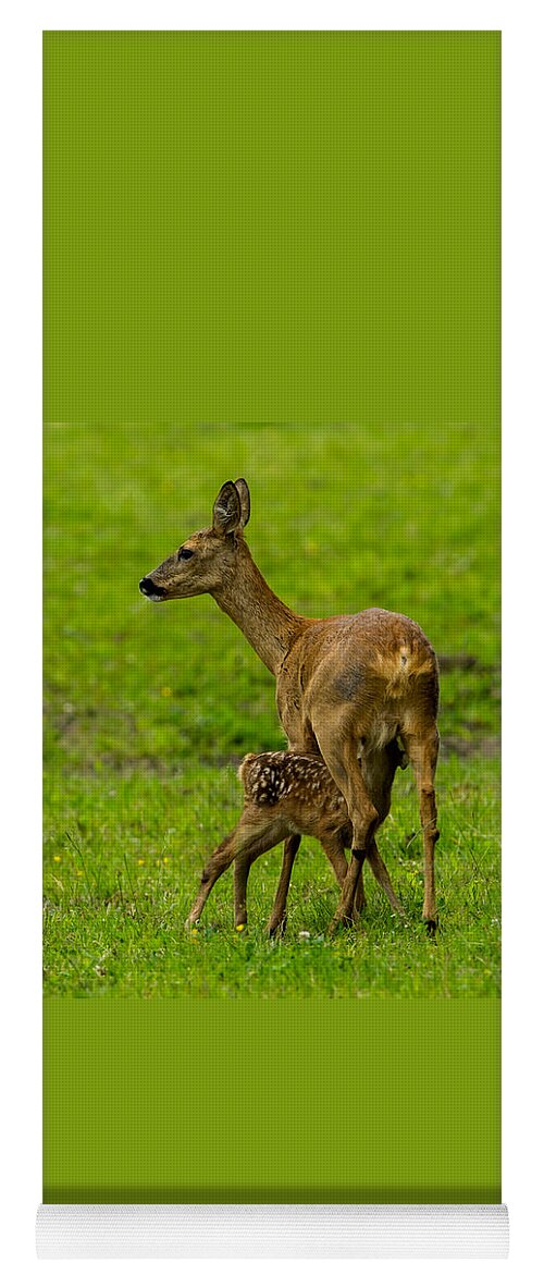 Hungry Roe Deer Fawn Yoga Mat featuring the photograph Hungry by Torbjorn Swenelius