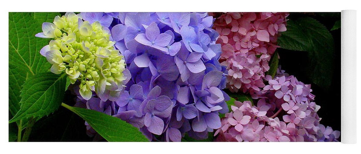 Fine Art Yoga Mat featuring the photograph Hydrangea Glow by Rodney Lee Williams