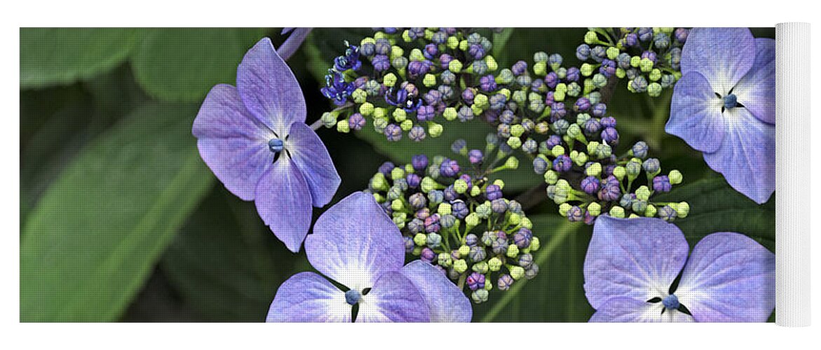 Britain Yoga Mat featuring the photograph Hydrangea macrophylla 'Blue Wave' by Rod Johnson