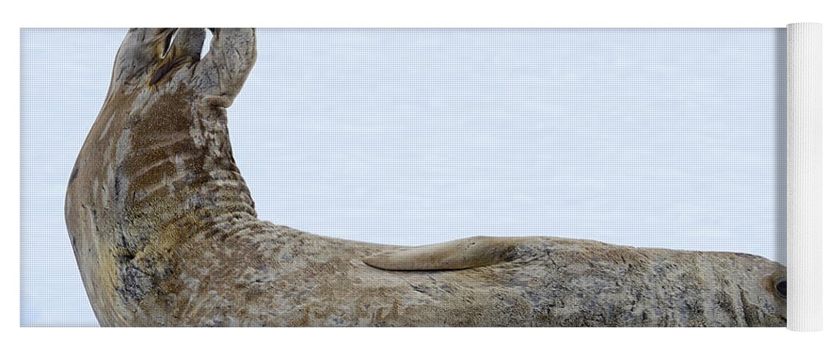 Weddell Seal Yoga Mat featuring the photograph Ice Banana by Tony Beck