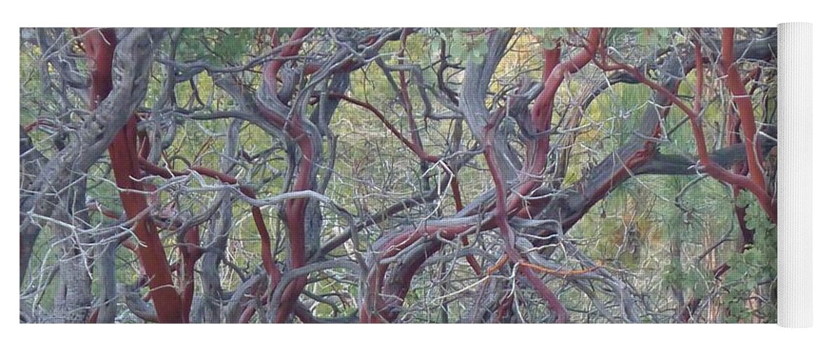  Yoga Mat featuring the photograph Idyllwild Red Tree by Nora Boghossian