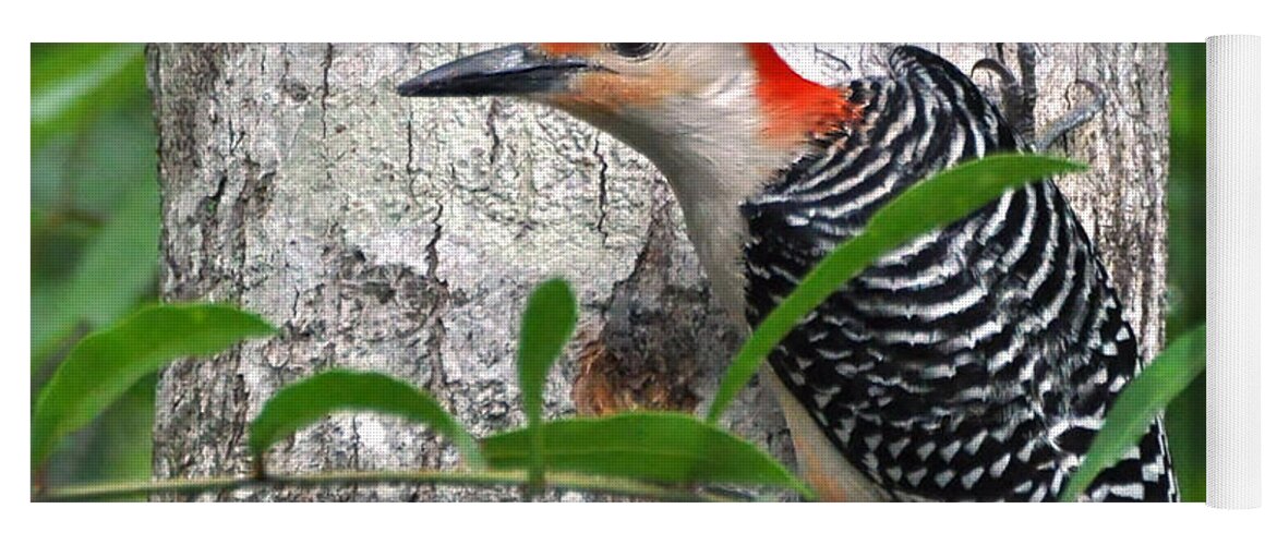 Woodpecker Yoga Mat featuring the photograph I'm So Handsome - Red Bellied Woodpecker by Kathy Baccari