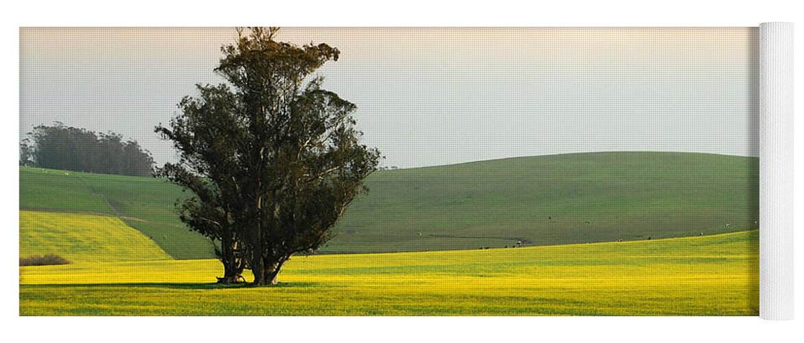 Mustard Flowers Yoga Mat featuring the photograph In Fields Of Gold by Donna Blackhall