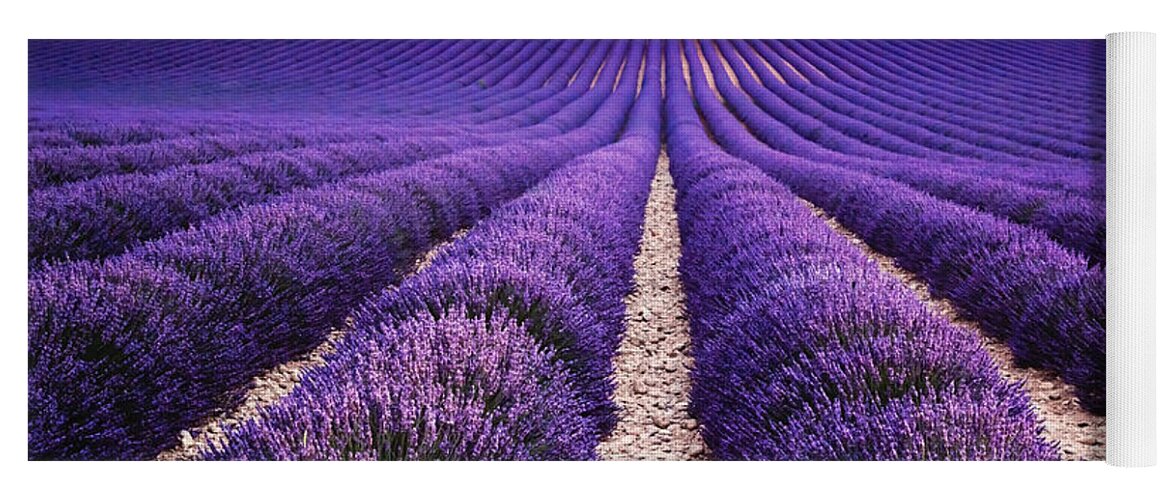 Lavender Yoga Mat featuring the photograph In the lavender by Matteo Colombo