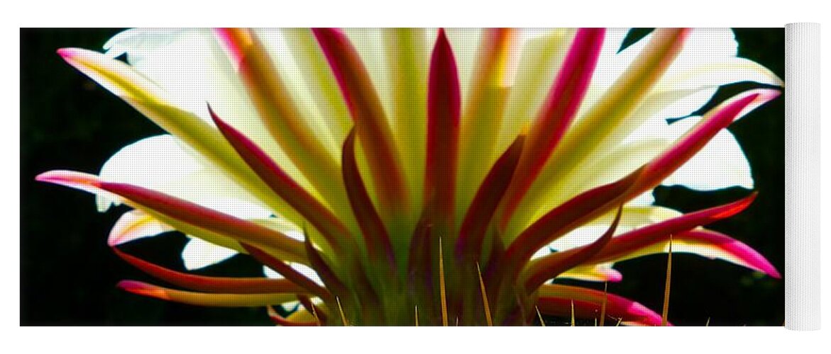 Cactus Yoga Mat featuring the photograph In the Morning Light by Barbara Zahno
