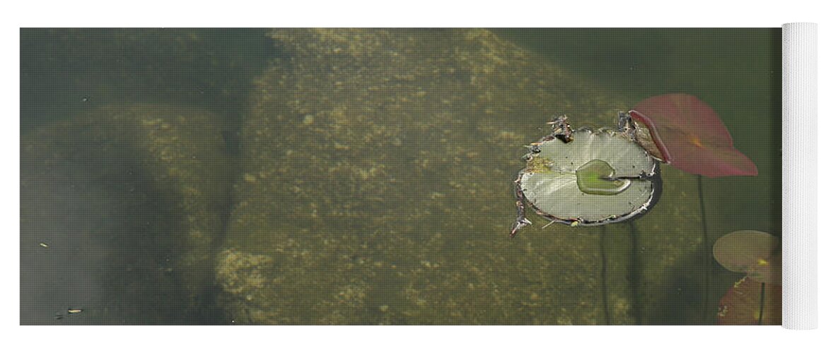 Lily Pad Yoga Mat featuring the photograph In the Pond by Carol Lynn Coronios