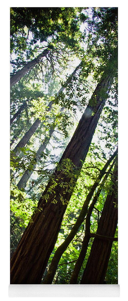 Trees Yoga Mat featuring the photograph In The Woods by Ana V Ramirez