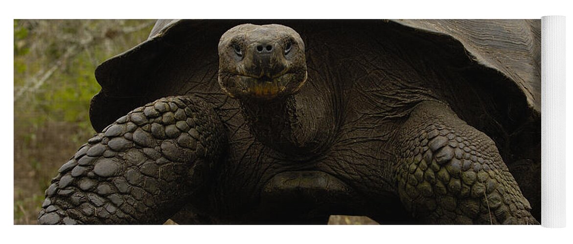 Feb0514 Yoga Mat featuring the photograph Indefatigable Island Tortoise Galapagos by Pete Oxford