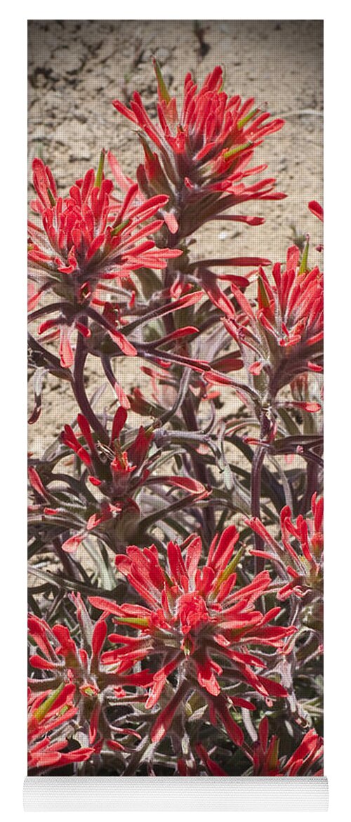 Flower Yoga Mat featuring the photograph Indian Paint Brush by Daniel Hebard