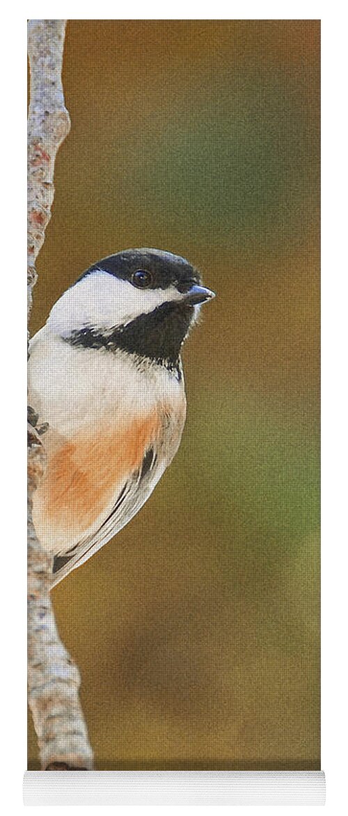 Black Capped Chickadee Yoga Mat featuring the photograph Indian Summer Chickadee by Peg Runyan
