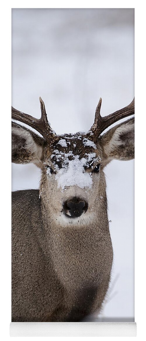 Mule Deer Yoga Mat featuring the photograph Integrity by Wildlife Fine Art